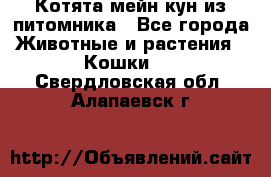 Котята мейн-кун из питомника - Все города Животные и растения » Кошки   . Свердловская обл.,Алапаевск г.